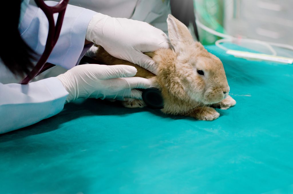 konijn dierenarts