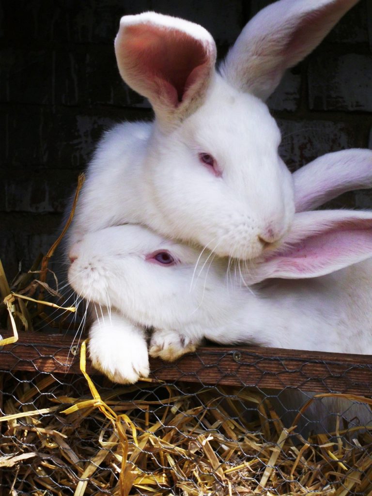 Twee knuffelende konijnen