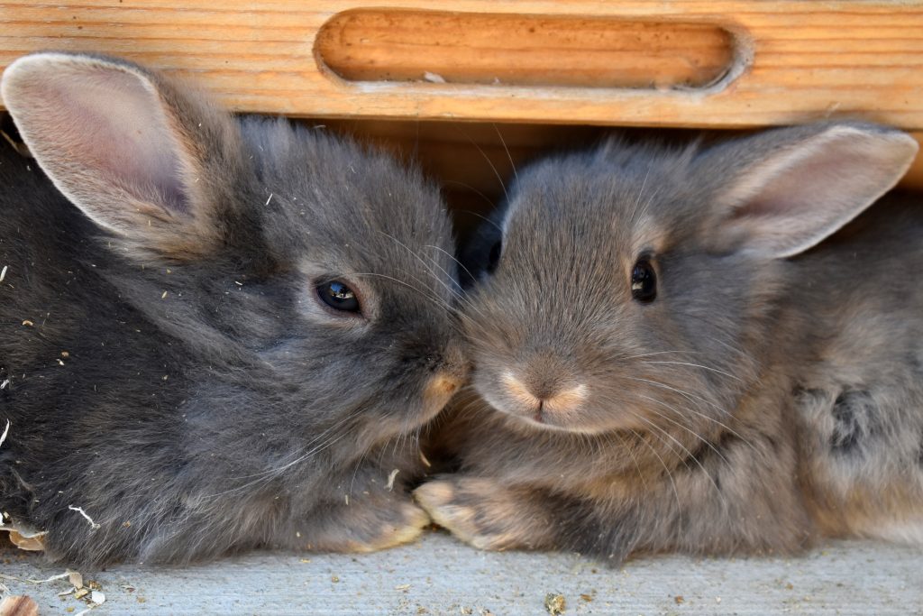 Twee dwergkonijntjes
