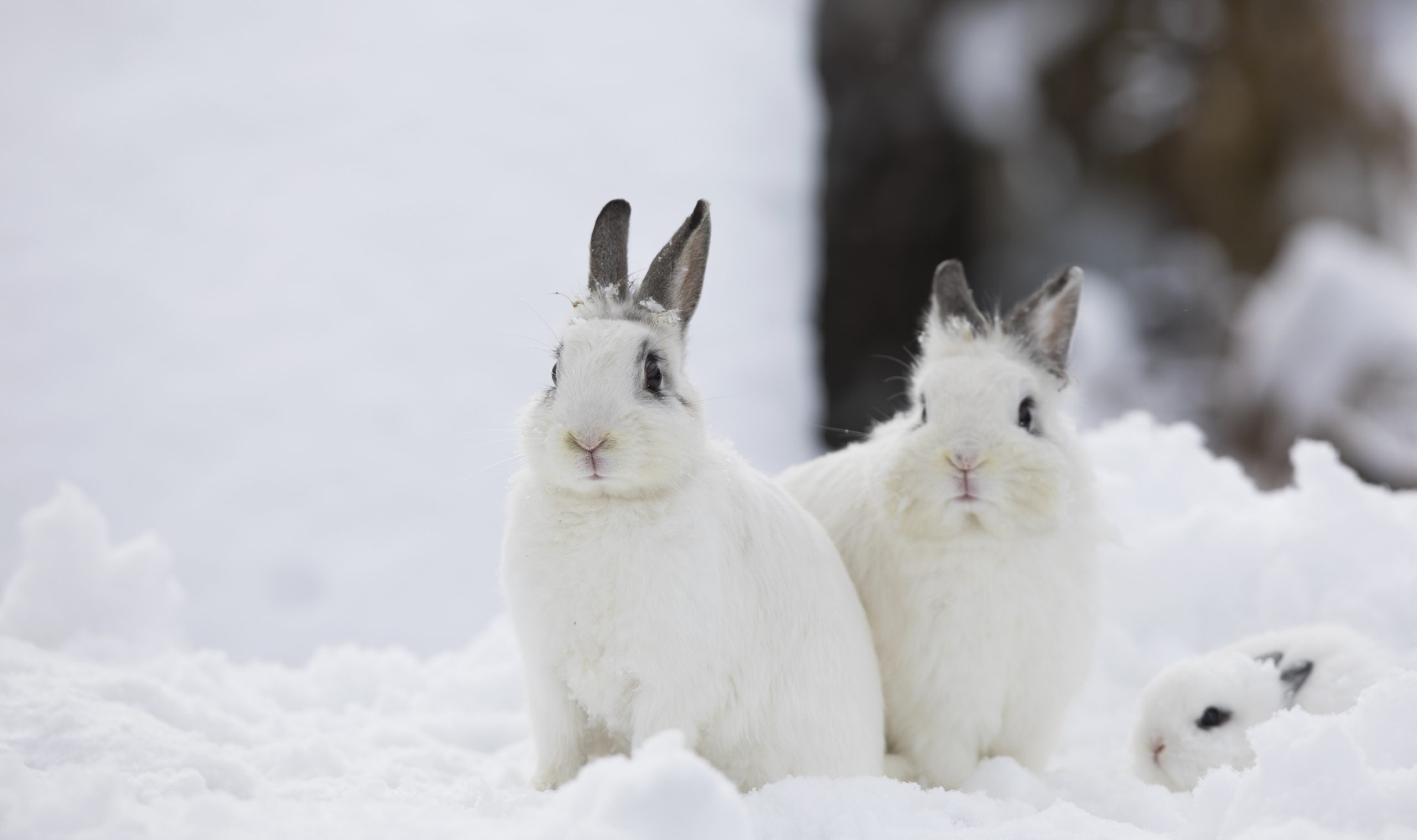witte konijntjes in de sneeuw