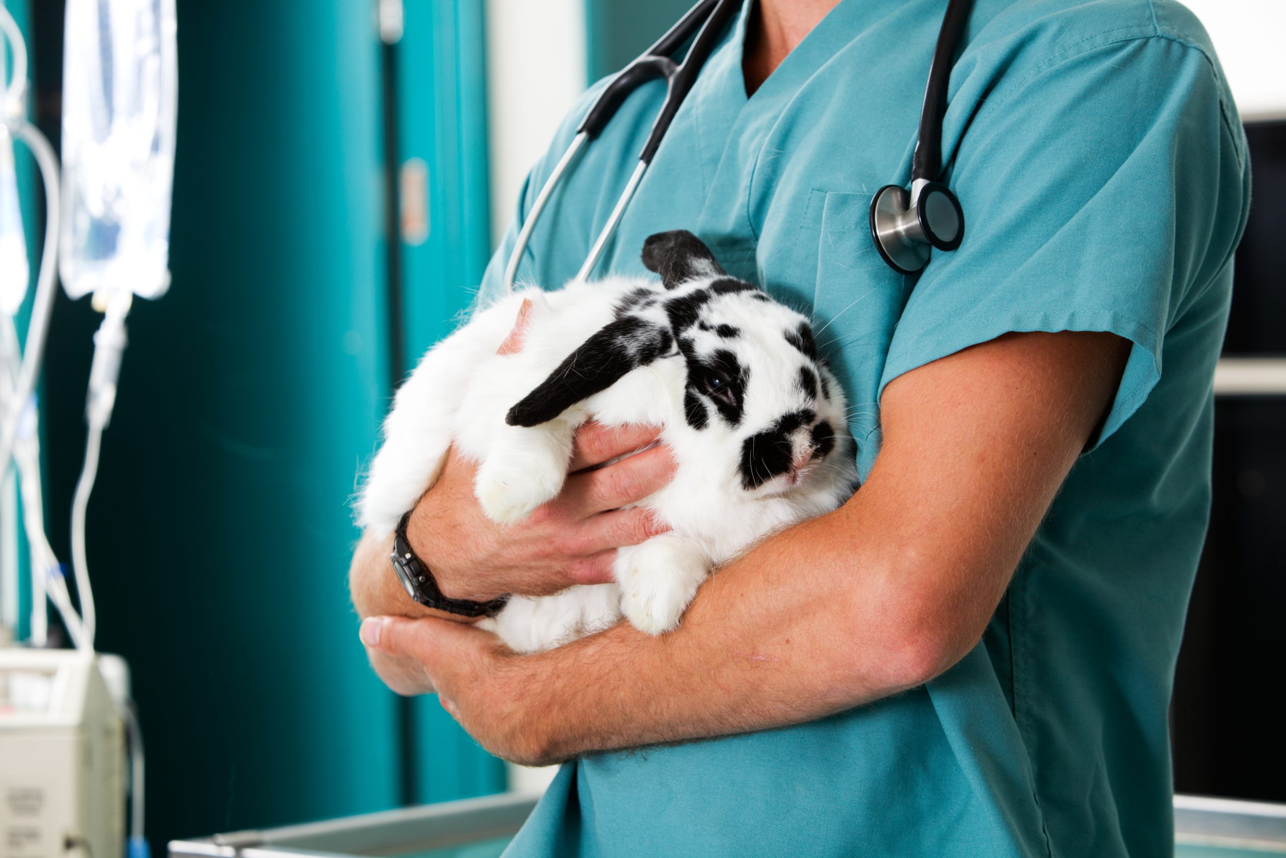 Konijn dierenarts groot